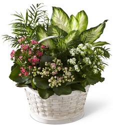The FTD Rural Beauty Dishgarden from Parkway Florist in Pittsburgh PA